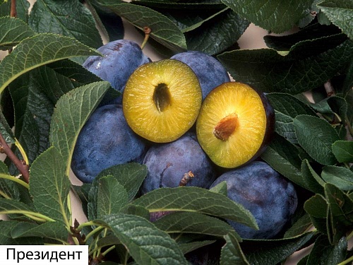 Саженцы сливы Президент Интернет магазин ross-agro.ru