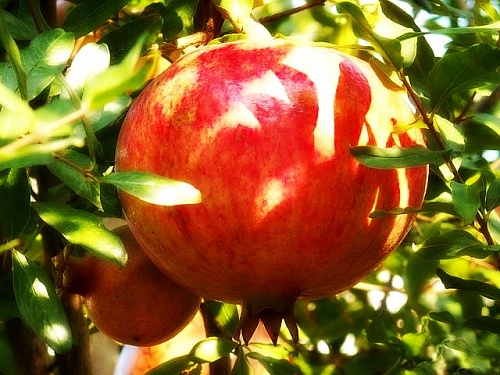 Саженцы граната Азиатский Интернет магазин ross-agro.ru Саженцы граната Азиатский Интернет магазин ross-agro.ru