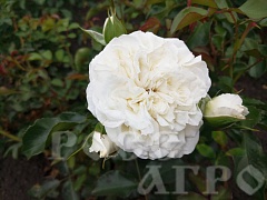 Роза английская Tranquillity (Транквилити)