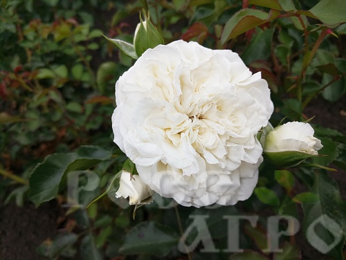 Роза английская Tranquillity (Транквилити) Интернет магазин ross-agro.ru