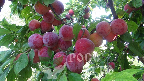 Саженцы сливы Оцарк Премьер Интернет магазин ross-agro.ru