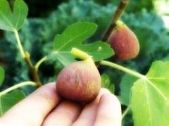 Саженцы инжира Далматский (Далматика)