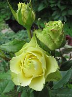 Роза вьющаяся зеленая