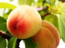 Саженцы персика Золотая Москва Интернет магазин ross-agro.ru