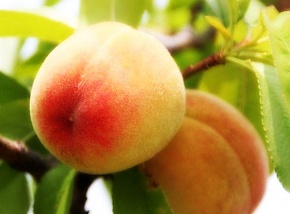 Саженцы персика Золотая Москва Интернет магазин ross-agro.ru