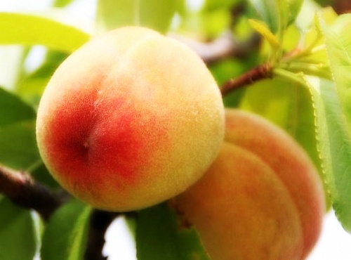 Саженцы персика Золотая Москва Интернет магазин ross-agro.ru