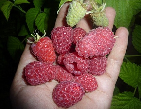 Малина Феномен Интернет магазин ross-agro.ru