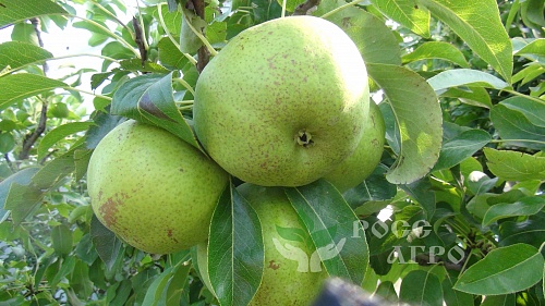 Саженцы колонновидной груши Декора Интернет магазин ross-agro.ru