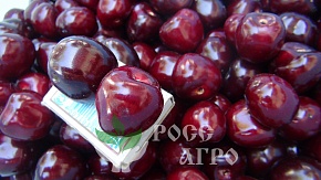 Саженцы черешни Валерий Чкалов Интернет магазин ross-agro.ru