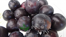 Саженцы сливы Гилберт Интернет магазин ross-agro.ru