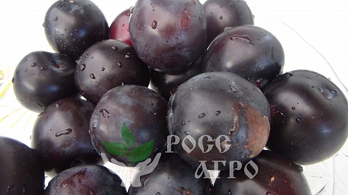 Саженцы сливы Гилберт Интернет магазин ross-agro.ru
