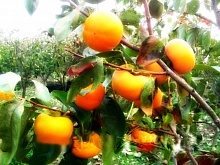 Саженцы хурмы Россиянка Интернет магазин ross-agro.ru