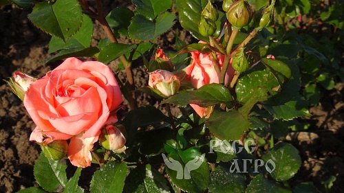 Роза чайно-гибридная Ангажемент Интернет магазин ross-agro.ru Роза чайно-гибридная Ангажемент Интернет магазин ross-agro.ru