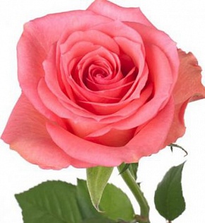 Роза чайно гибридная Декора Интернет магазин ross-agro.ru