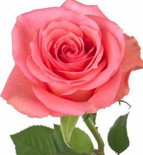 Роза чайно гибридная Декора Интернет магазин ross-agro.ru Роза чайно гибридная Декора Интернет магазин ross-agro.ru