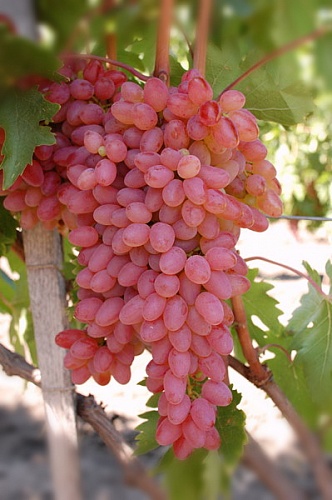 Саженцы винограда кишмишного Находка Интернет магазин ross-agro.ru