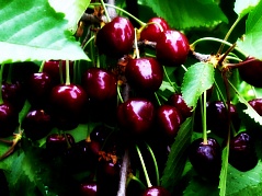 Саженцы черешни Регина