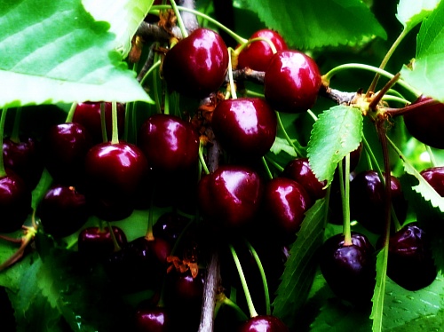 Саженцы черешни Регина Интернет магазин ross-agro.ru