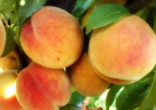 Саженцы персика Кремлевский Интернет магазин ross-agro.ru