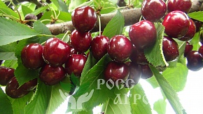 Саженцы черешни Удивительная Интернет магазин ross-agro.ru