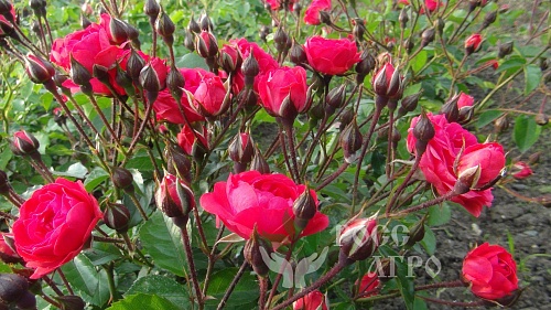 Роза спрей бордюрная малиновая Интернет магазин ross-agro.ru Роза спрей бордюрная малиновая Интернет магазин ross-agro.ru