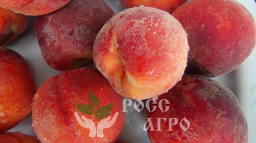 Саженцы персика колонновидного Штайнберг Интернет магазин ross-agro.ru