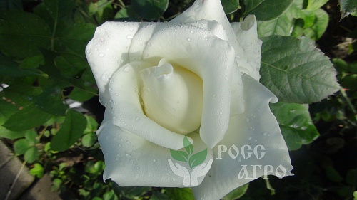 Роза чайно гибридная Асланд Интернет магазин ross-agro.ru Роза чайно гибридная Асланд Интернет магазин ross-agro.ru