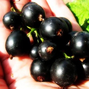 Саженцы смородины Чёрный жемчуг Интернет магазин ross-agro.ru