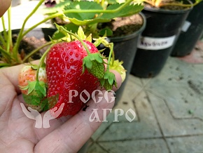 Клубника Альбион Интернет магазин ross-agro.ru