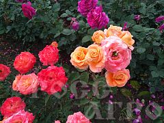 Роза чайно гибридная Экзотика