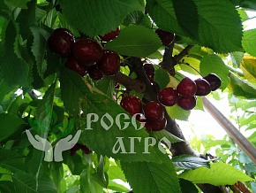 Вишня-черешня Афродита Интернет магазин ross-agro.ru