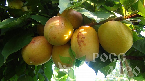 Саженцы абрикоса Ананас Шалах Интернет магазин ross-agro.ru