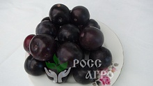 Саженцы сливы Топ Гигант плюс Интернет магазин ross-agro.ru