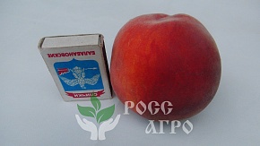 Саженцы персика Эрли Ред Интернет магазин ross-agro.ru