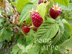 Саженцы малины Арбат