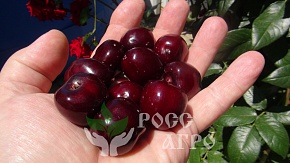 Саженцы черешни Крупноплодная Интернет магазин ross-agro.ru