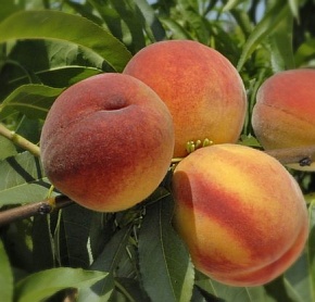 Саженцы персика Вавиловский. Интернет магазин ross-agro.ru