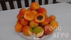 Саженцы абрикоса Олимп
