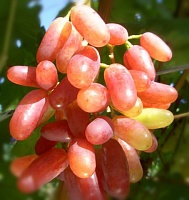 Саженцы винограда Гелиос