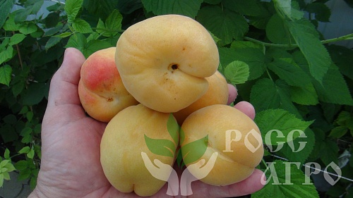 Саженцы абрикоса Ананас цюрюпинский Интернет магазин ross-agro.ru