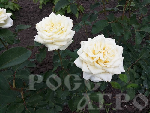 Роза чайно гибридная Анна Мария Интернет магазин ross-agro.ru