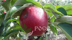 Саженцы колонновидной яблони Останкино