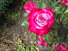 Роза чайно гибридная Муди Блю Moody Blue Интернет магазин ross-agro.ru