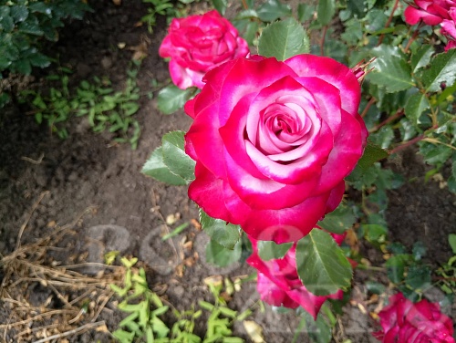 Роза чайно гибридная Муди Блю Moody Blue Интернет магазин ross-agro.ru