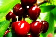 Саженцы вишни Чудо Интернет магазин ross-agro.ru