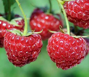 Малина Зева ремонтантная Интернет магазин ross-agro.ru