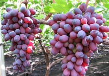 Саженцы винограда Кармакод Интернет магазин ross-agro.ru