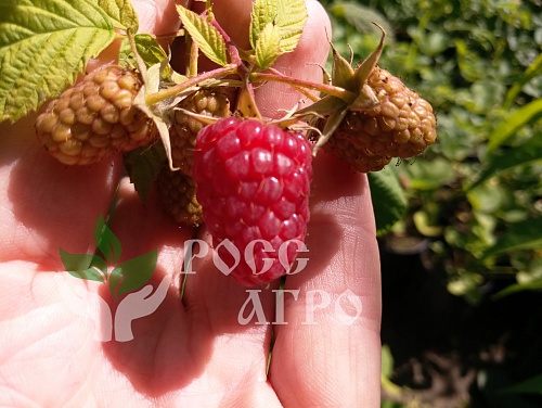 Саженцы малины Херитейдж ремонтантная Интернет магазин ross-agro.ru