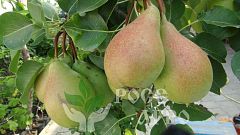 Саженцы груши Любимица Клаппа