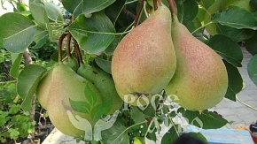 Саженцы груши Любимица Клаппа Интернет магазин ross-agro.ru